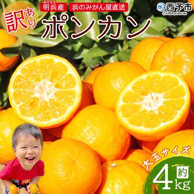 明浜産 浜のみかん屋直送 ポンカン 大玉 4kg