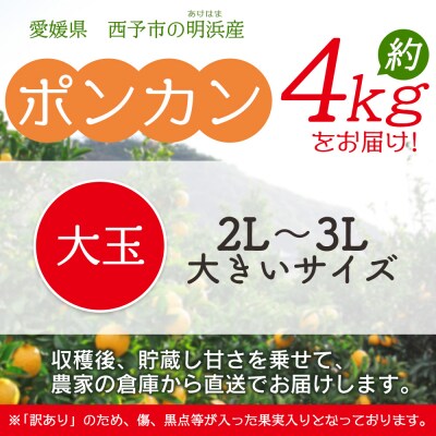 明浜産 浜のみかん屋直送 ポンカン 大玉 4kg