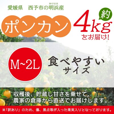 明浜産 浜のみかん屋直送 ポンカン 中玉 4kg