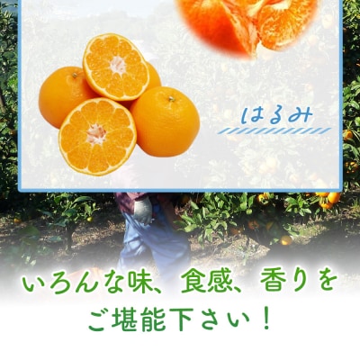 2月発送!旬の柑橘 詰め合わせセット 3種×各2kg