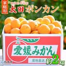 【先行受付】太田ポンカン 家庭用 約2kg