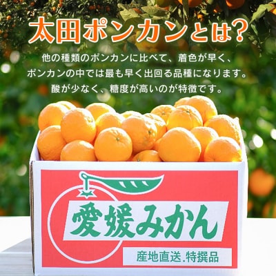 【先行受付】太田ポンカン 家庭用 約2kg