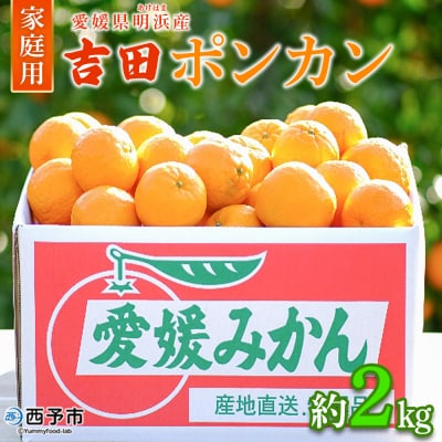 【先行受付】<愛媛県明浜産 天晴ポンカン(吉田ポンカン) 2kg>　ぽんかん　柑橘　フルーツ　果物　