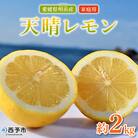 【先行受付】天晴レモン　ご家庭用　約2kg