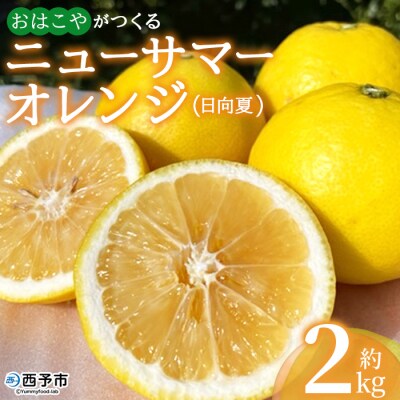 【先行受付】おはこやがつくる　ニューサマーオレンジ(日向夏)　2㎏ みかん　愛媛　果物