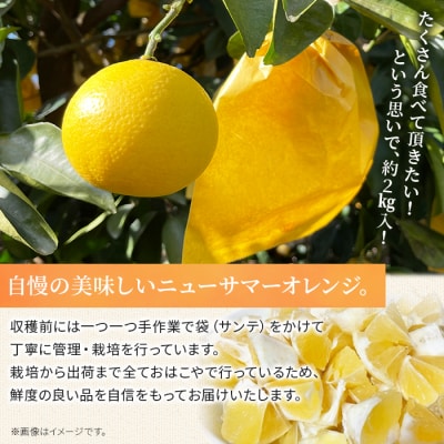 【先行受付】おはこやがつくる　ニューサマーオレンジ(日向夏)　2㎏ みかん　愛媛　果物