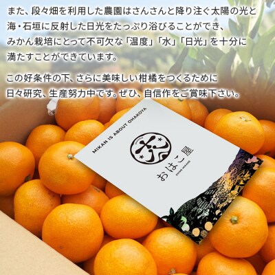 【先行受付】おはこやがつくる　ニューサマーオレンジ(日向夏)　2㎏ みかん　愛媛　果物