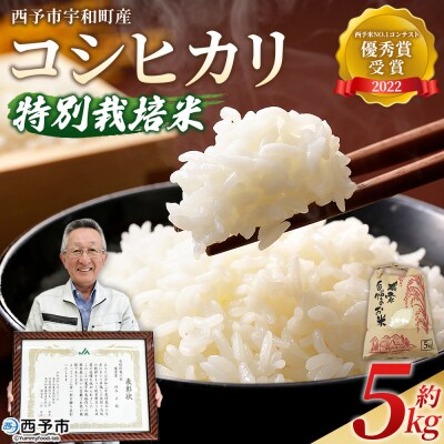 <令和7年産 西予市宇和町産 特別栽培米 コシヒカリ 約5kg> お米 コメ