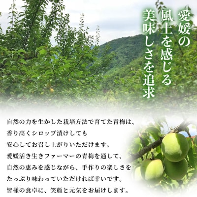 <愛媛県西予市産 青梅(小梅) 約3kg> うめ ウメ