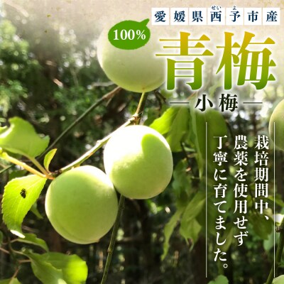 <愛媛県西予市産 青梅(小梅) 約5kg> うめ ウメ