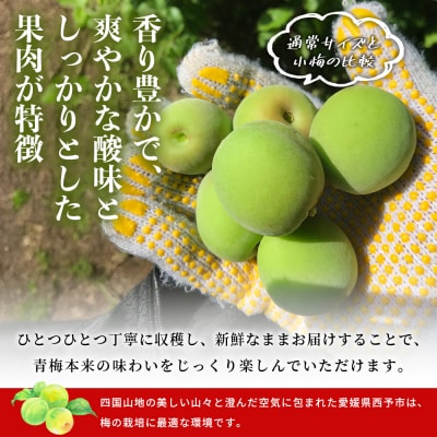 <愛媛県西予市産 青梅(小梅) 約5kg> うめ ウメ