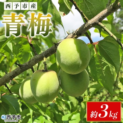 <愛媛県西予市産 青梅 約3kg> うめ ウメ あおうめ