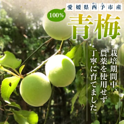 <愛媛県西予市産 青梅 約3kg> うめ ウメ あおうめ