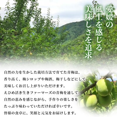 <愛媛県西予市産 青梅 約3kg> うめ ウメ あおうめ