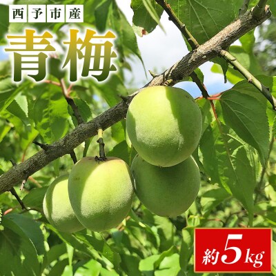 <愛媛県西予市産 青梅 約5kg> うめ ウメ 