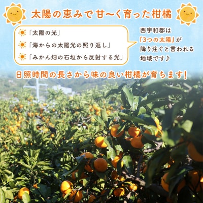 <マーマレード・ジャム 3種セット> 国産 愛媛県産 西宇和 マーマレード ジャム セット 3個