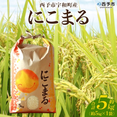<令和7年産 西予市宇和町産 にこまる 約5kg> お米 
