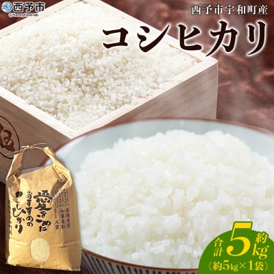 <令和7年産 西予市宇和町産 コシヒカリ 約5kg> お米 