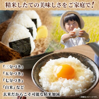 【先行予約】<ちほみのり 玄米 10kg > げんまい 米 こめ コメ ご飯 穀物 