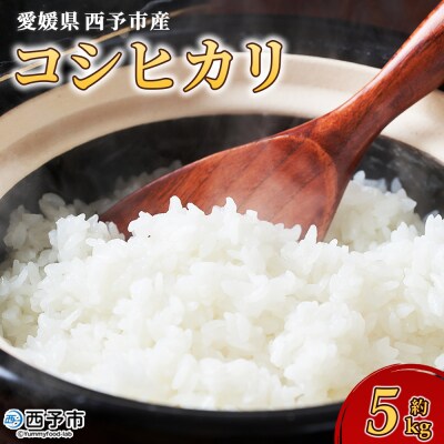 【先行受付】新米<令和8年産 愛媛県西予市産 コシヒカリ 5kg > お米 米 コメ もとき農園