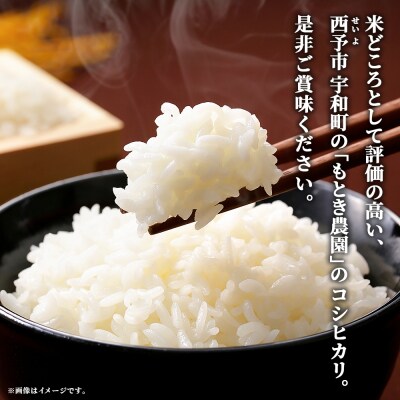 【先行受付】新米<令和8年産 愛媛県西予市産 コシヒカリ 5kg > お米 米 コメ もとき農園