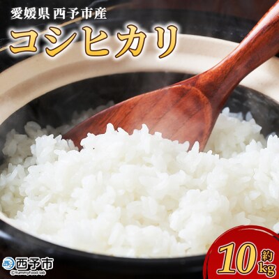 【先行受付】新米<令和8年産 愛媛県西予市産 コシヒカリ 10kg> お米 もとき農園