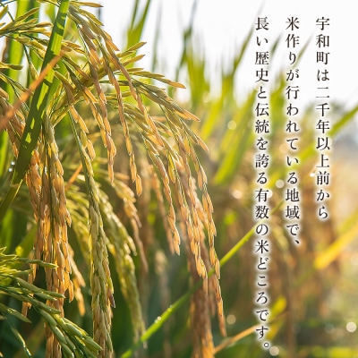 <令和8年産 愛媛県西予市産 コシヒカリ 3kg>国産 愛媛県産 宇和町産 