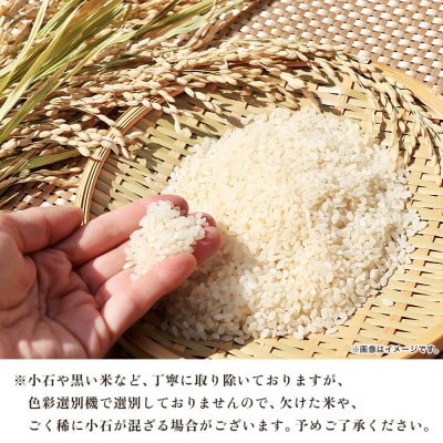 <令和8年産 愛媛県西予市産 コシヒカリ 3kg>国産 愛媛県産 宇和町産 