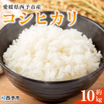 <令和8年産愛媛県西予市産 コシヒカリ 10kg>国産 愛媛県産 宇和町産 宇和米 こしひかり