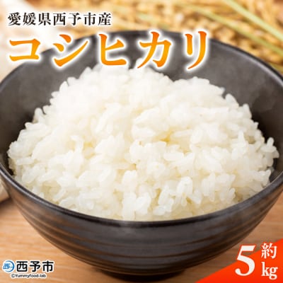 <愛媛県西予市産 コシヒカリ 5kg>国産 愛媛県産 宇和町産 宇和米 こしひかり