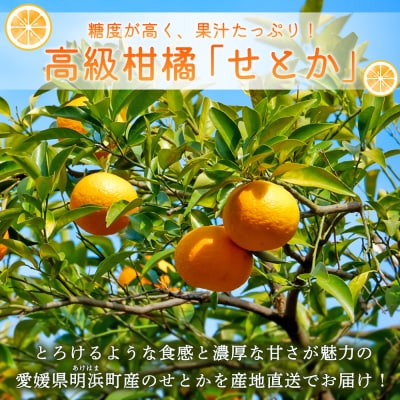 先行予約受付<産地直送 愛媛県明浜町産 せとか 約5kg> セトカ 果物 くだもの みかん