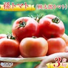 <孫トマト(桃太郎トマト)約3kg> トマト とまと 選べる 3キロ 大玉 愛媛県産 西予市産 