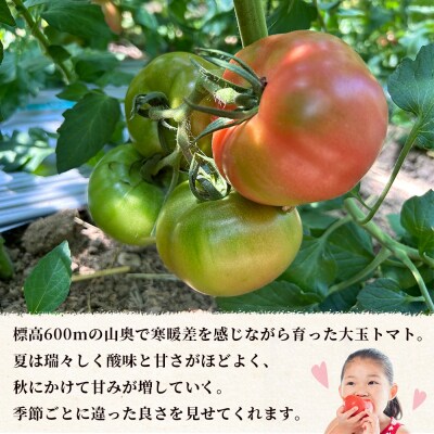 <孫トマト(桃太郎トマト)約3kg> トマト とまと 選べる 3キロ 大玉 愛媛県産 西予市産 
