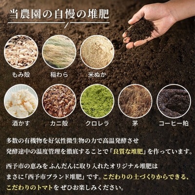 <孫トマト(桃太郎トマト)約3kg> トマト とまと 選べる 3キロ 大玉 愛媛県産 西予市産 