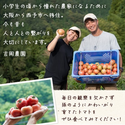 <孫トマト(桃太郎トマト)約3kg> トマト とまと 選べる 3キロ 大玉 愛媛県産 西予市産 