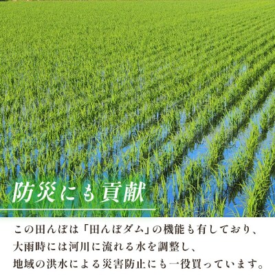 新米<令和7年産 愛媛県西予市産 コシヒカリ 田んぼダム米 5kg選べる 5キロ こしひかり