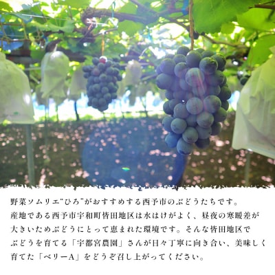 <西予の美味しいぶどう セレクトセット/ベリーA 約2kg> 果物 くだもの フルーツ ぶどう 葡萄