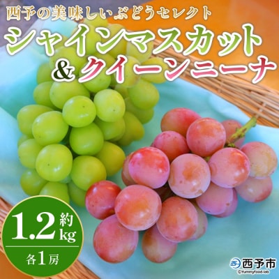 <西予の美味しいぶどう セレクトセット> 果物 くだもの  ぶどう 葡萄 マスカット&クインニーナ
