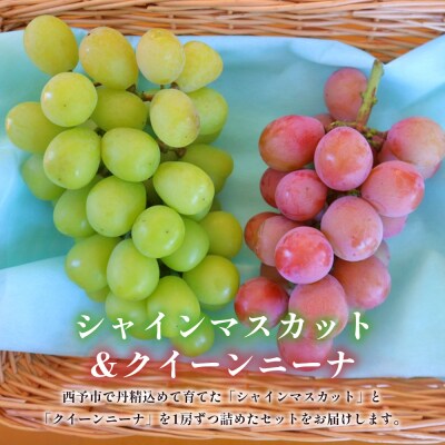 <西予の美味しいぶどう セレクトセット> 果物 くだもの  ぶどう 葡萄 マスカット&クインニーナ