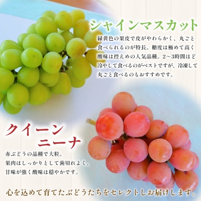 <西予の美味しいぶどう セレクトセット> 果物 くだもの  ぶどう 葡萄 マスカット&クインニーナ
