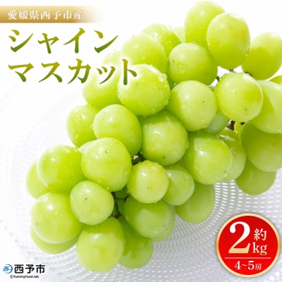 <シャインマスカット 約2kg> 果物 くだもの フルーツ ぶどう  ブドウ シャインマスカット