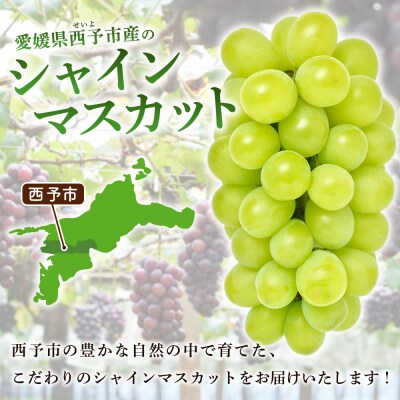 <シャインマスカット 約2kg> 果物 くだもの フルーツ ぶどう  ブドウ シャインマスカット