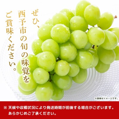 <シャインマスカット 約2kg> 果物 くだもの フルーツ ぶどう  ブドウ シャインマスカット