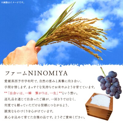 <シャインマスカット 約2kg> 果物 くだもの フルーツ ぶどう  ブドウ シャインマスカット