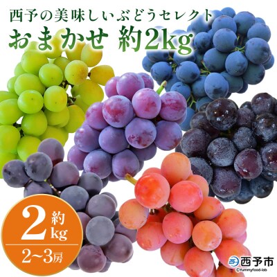 <西予の美味しいぶどう セレクトセット> 果物 くだもの フルーツ ぶどう ブドウ おまかせ2㎏