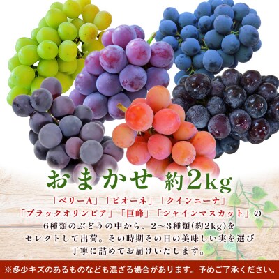 <西予の美味しいぶどう セレクトセット> 果物 くだもの フルーツ ぶどう ブドウ おまかせ2㎏