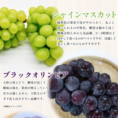 <西予の美味しいぶどう セレクトセット> 果物 くだもの フルーツ ぶどう ブドウ おまかせ2㎏