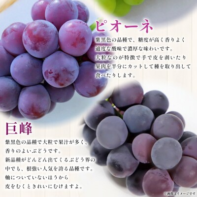 <西予の美味しいぶどう セレクトセット> 果物 くだもの フルーツ ぶどう ブドウ おまかせ2㎏