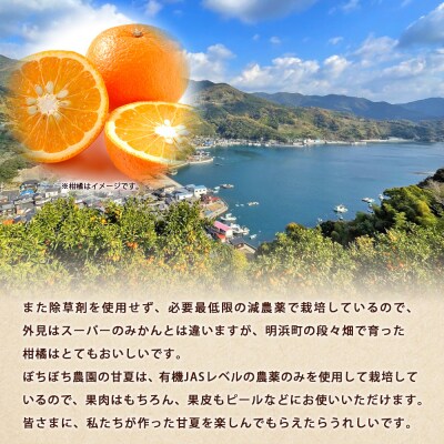 【先行受付】<ぼちぼち農園の甘夏 家庭用 約5kg> 選べる 5キロ あまなつ