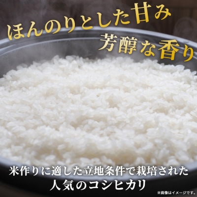 新米<令和7年産 愛媛県西予市産 コシヒカリ 5kg > こしひかり 国産 KAZUファーム